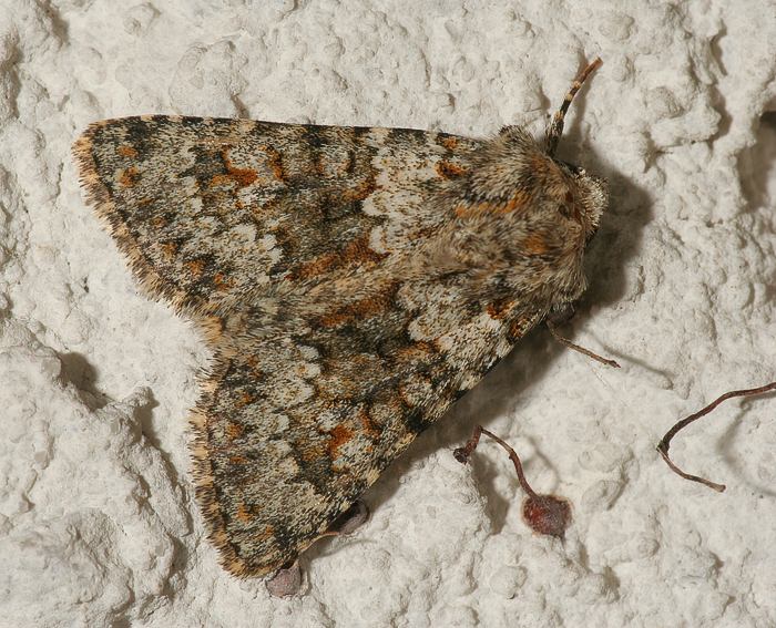 Kompasslatticheule (Aetheria dysodea)