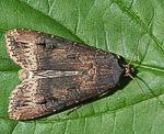 Ypsiloneule (Agrotis ipsilon) [2622 views]