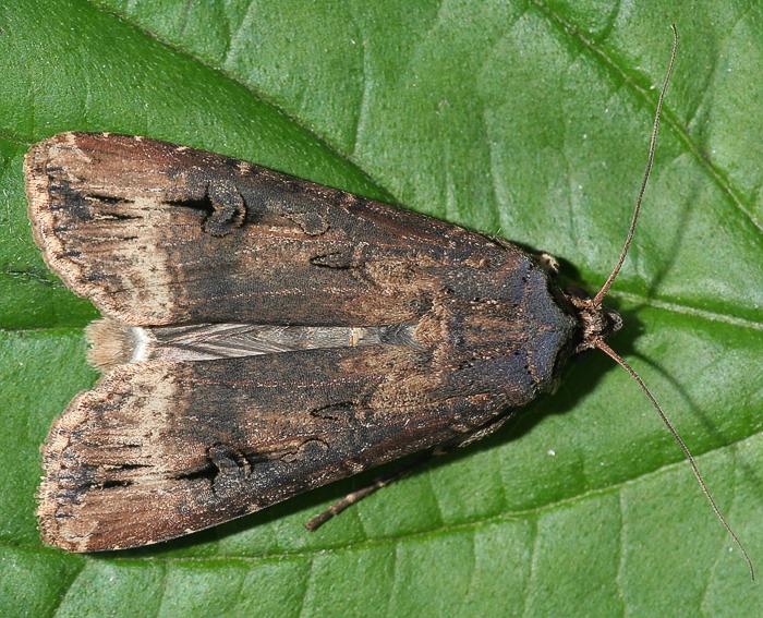 Ypsiloneule (Agrotis ipsilon)