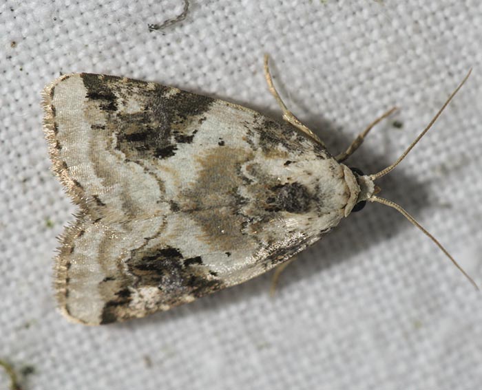 Dreieck-Grasmotteneulchen (Pseudeustrotia candidula)