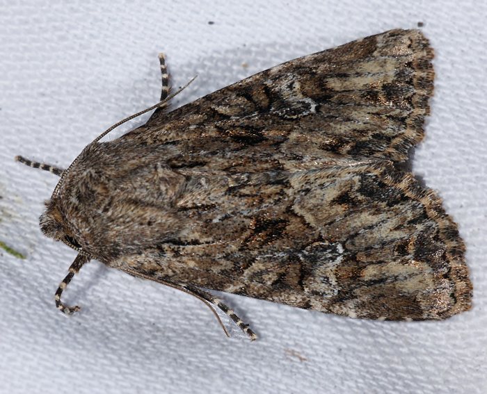 Feldflur-Grasbscheleule (Apamea anceps)