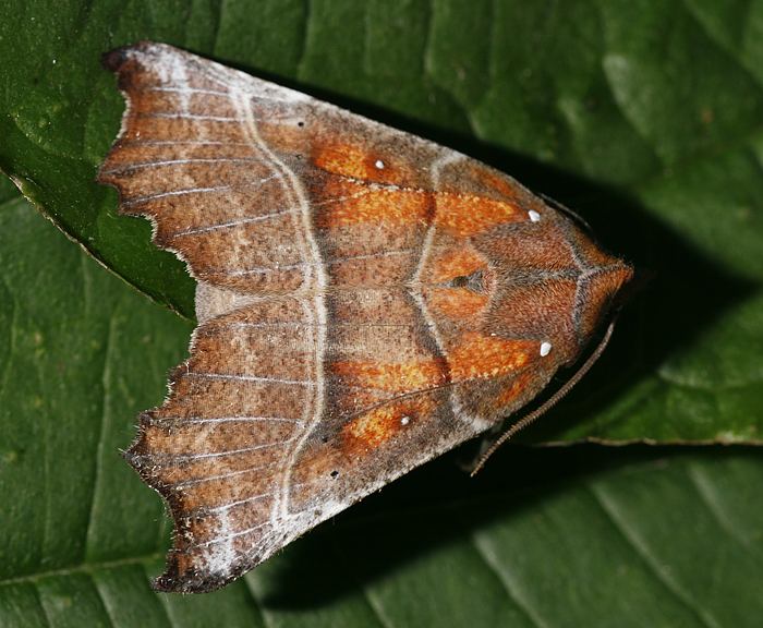 Zackeneule (Scoliopteryx libatrix)