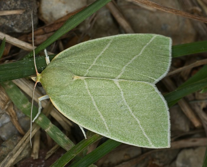 Eichen-Kahnspinner (Bena bicolorana)