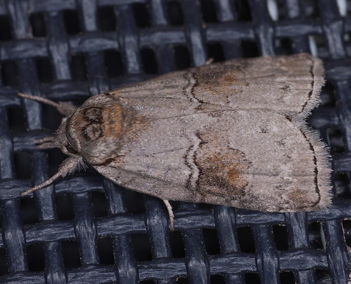 Weiden-Wicklereulchen (Nycteola asiatica)