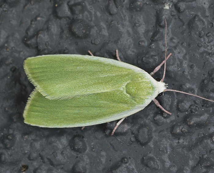 Weiden-Kahneulchen (Earias clorana)