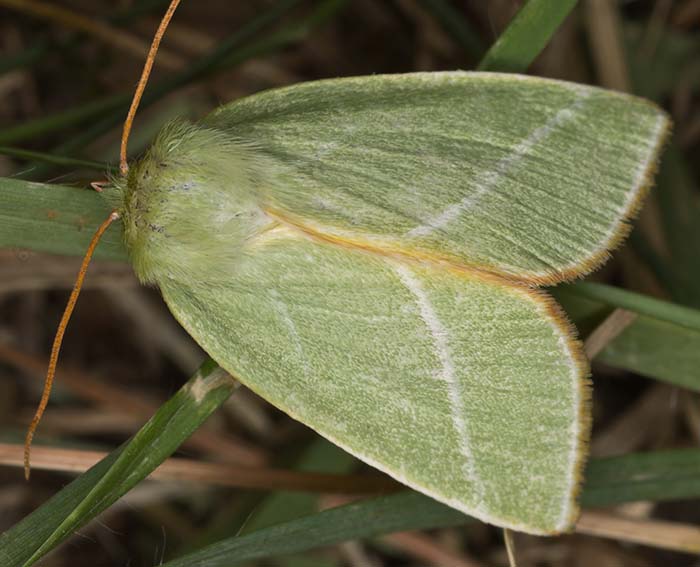 Buchen-Kahneule (Pseudoips prasinanus)