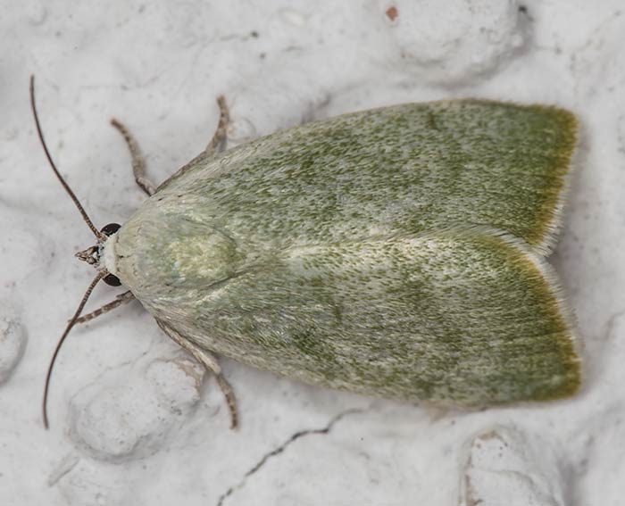 Silberpappel-Kahneulchen (Earias vernana)