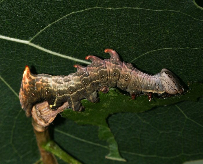 Espen-Zahnspinner (Notodonta tritophus) Raupe