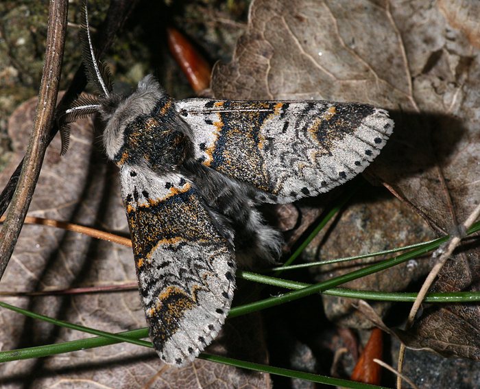 Buchen-Gabelschwanz (Furcula furcula)