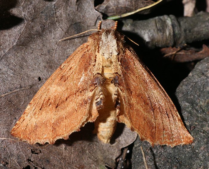 Kamel-Zahnspinner (Ptilodon capucina)