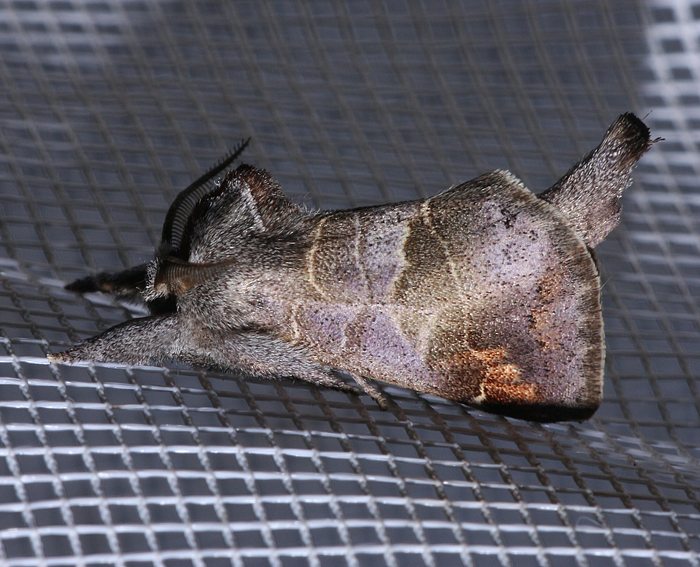 Kleiner Rauhfußspinner (Clostera pigra) Kleiner Rauhfußspinner (Clostera pigra)