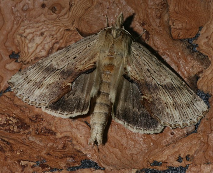 Palpenspinner (Pterostoma palpina)