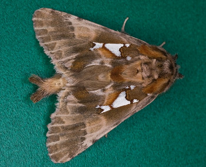 Silberfleck-Zahnspinner (Spatalia argentina)