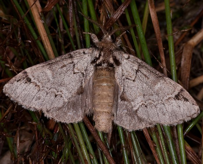 Schwarzeck-Zahnspinner (Drymonia obliterata)