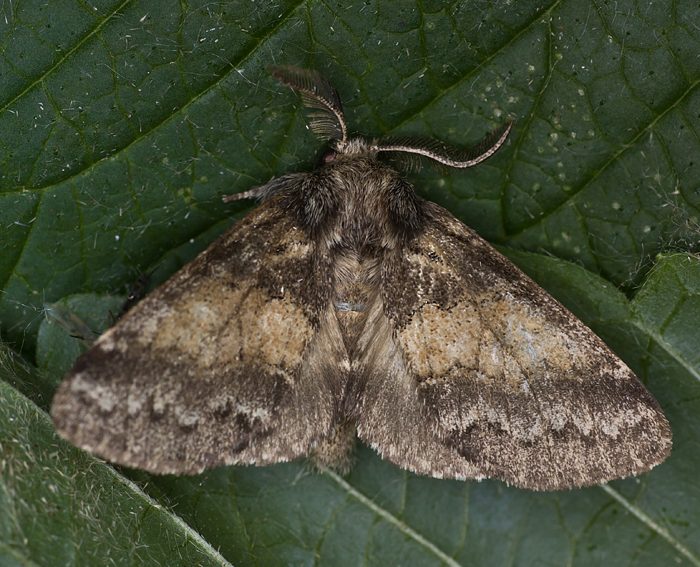 Pappelauen-Zahnspinner (Gluphisia crenata)