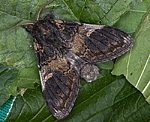 Espen-Zahnspinner (Notodonta tritophus) [2433 views]