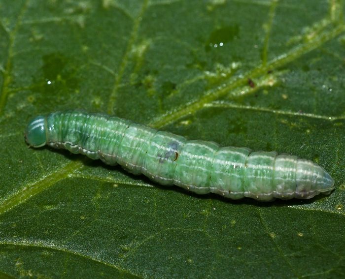 Palpenspinner (Pterostoma palpina) Raupe