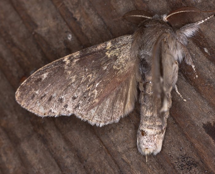 Buchen-Zahnspinner (Stauropus fagi)