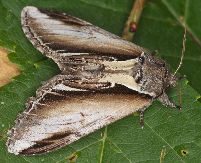 Birken-Zahnspinner (Pheosia gnoma) Birken-Zahnspinner (Pheosia gnoma)