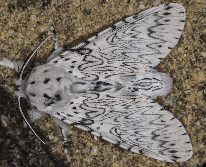 Weier Gabelschwanz (Cerura erminea)