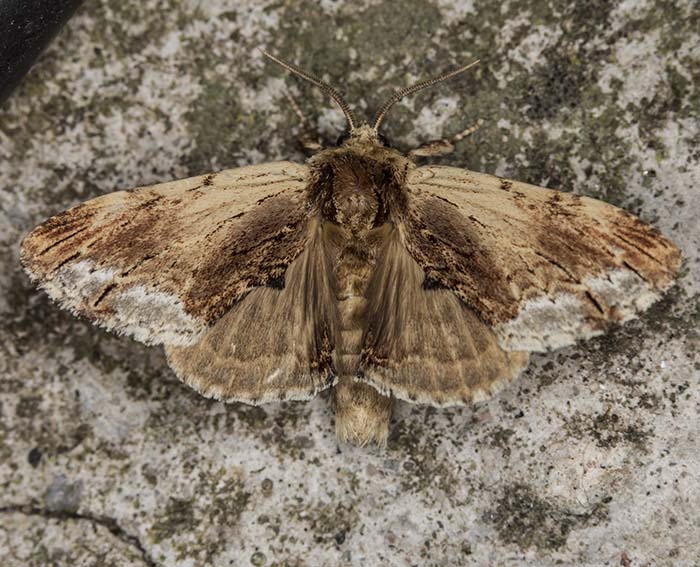 Ahorn-Zahnspinner (Ptilodon cucullina)