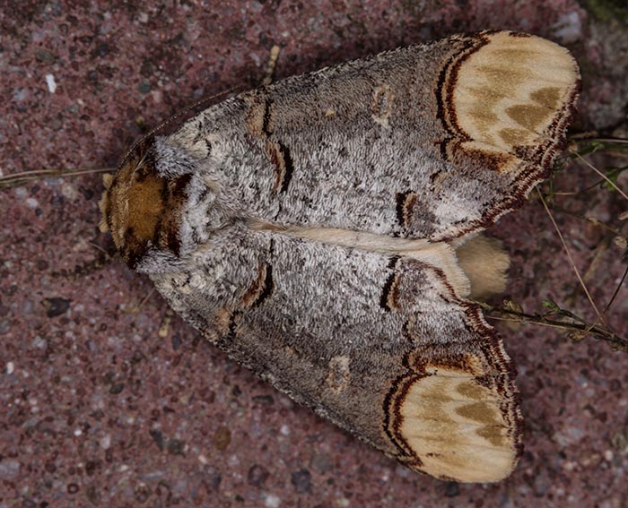 Mondvogel (Phalera bucephala)