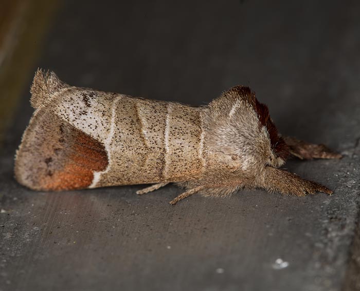 Erpelschwanz-Rauhfuspinner (Clostera curtula)