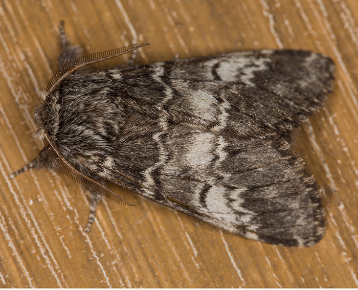 Dunkelgrauer Zahnspinner (Drymonia ruficornis)