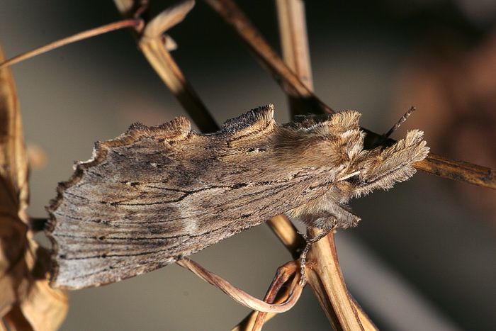 Palpenspinner (Pterostoma palpina)