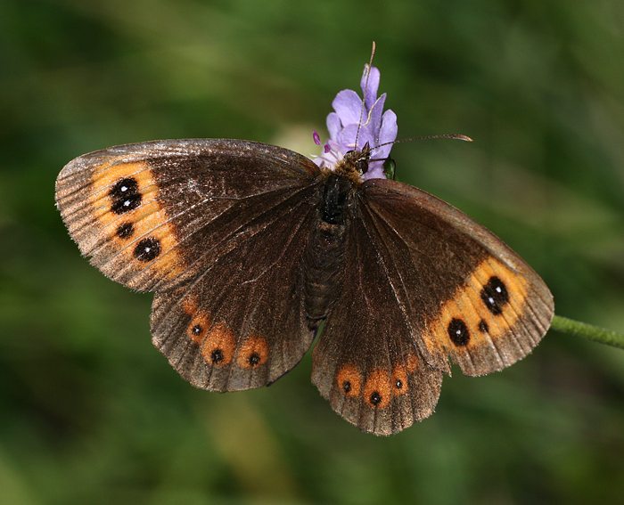 Graubindiger Mohrenfalter (Erebia aethiops)