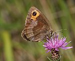 Graubindiger Mohrenfalter (Erebia aethiops) [1996 views]