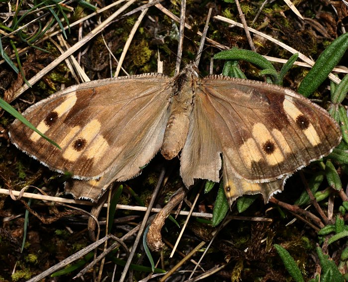 Ockerbindiger Samtfalter (Hipparchia semele)