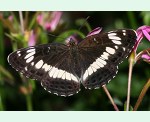 Kleiner Eisvogel (Limenitis camilla) [2984 views]