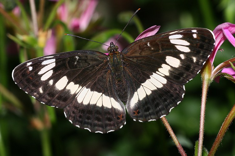 Kleiner Eisvogel (Limenitis camilla)