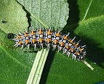 Roter Scheckenfalter (Melitaea didyma) Raupe [2141 views]