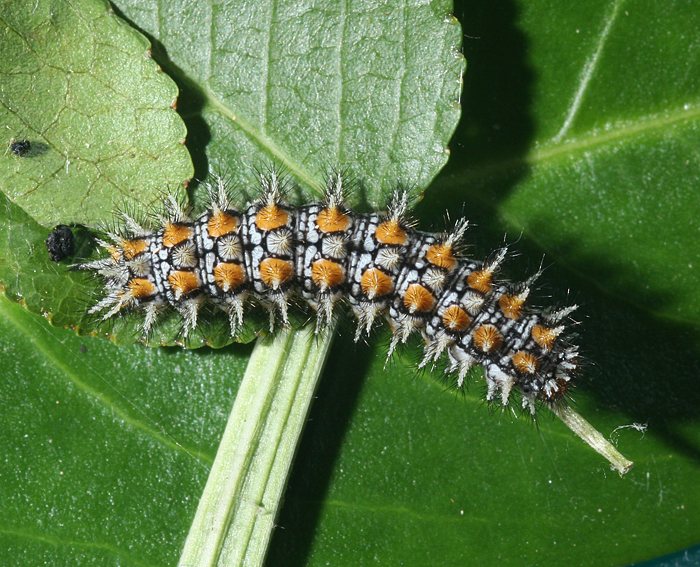 Roter Scheckenfalter (Melitaea didyma) Raupe