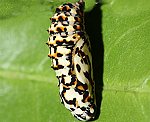 Roter Scheckenfalter (Melitaea didyma) Puppe [1968 views]