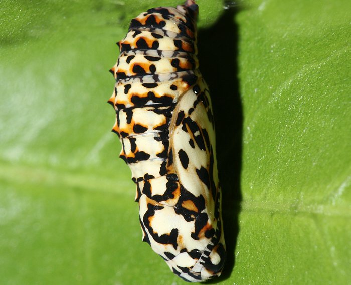 Roter Scheckenfalter (Melitaea didyma) Puppe