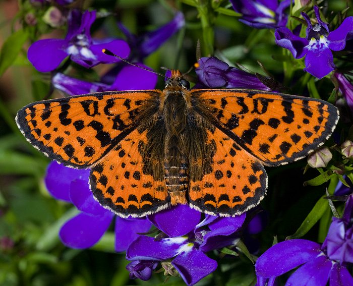 Roter Scheckenfalter (Melitaea didyma) ♂