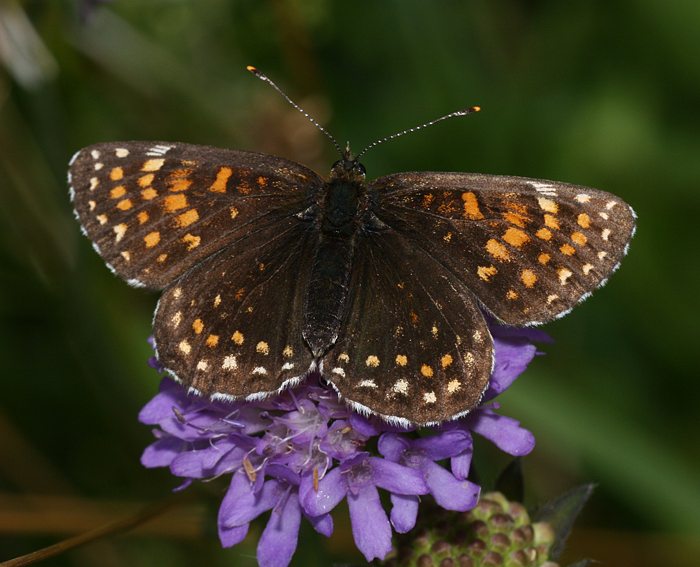 Baldrian-Scheckenfalter (Melitaea diamina)