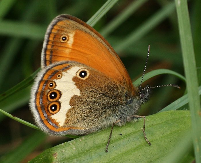 Weibindiges Wiesenvgelchen (Coenonympha arcania)