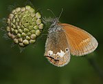 Rostbraunes Wiesenvgelchen (Coenonympha glycerion) [1765 views]