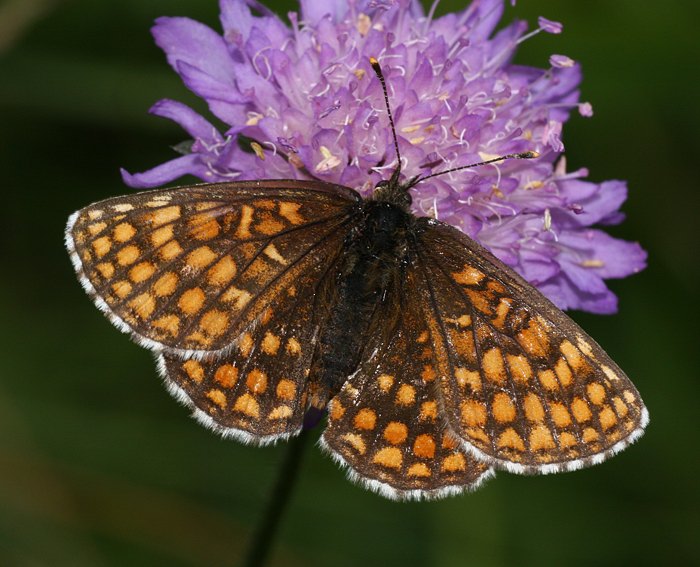 stlicher Scheckenfalter (Melitaea britomartis)