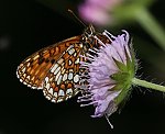 stlicher Scheckenfalter (Melitaea britomartis) [1770 views]