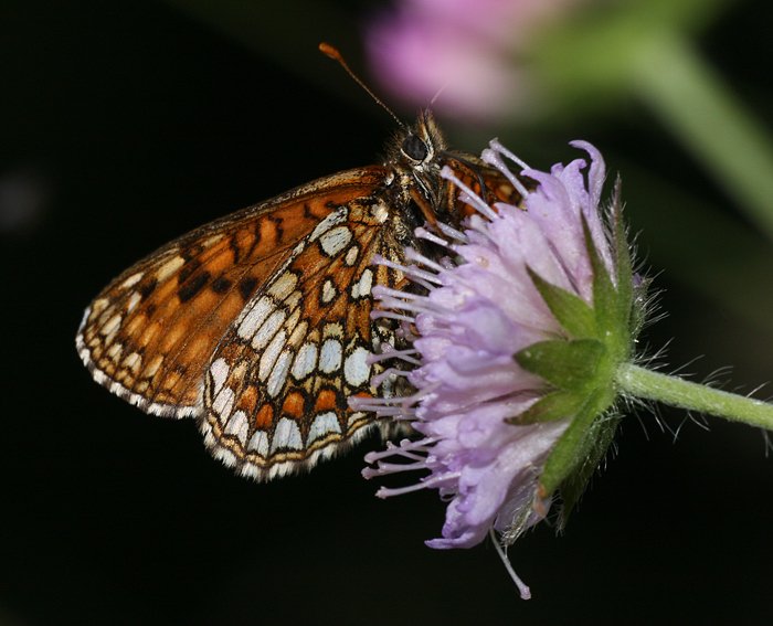 stlicher Scheckenfalter (Melitaea britomartis)