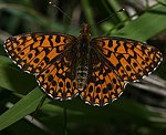 Magerrasen-Perlmutterfalter (Boloria dia) [2390 views]