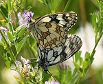 Schachbrettfalter (Melanargia galathea) Kopula [1898 views]