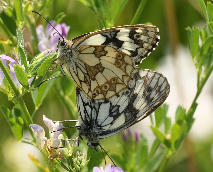 Schachbrettfalter (Melanargia galathea) Kopula Schachbrettfalter (Melanargia galathea) Kopula