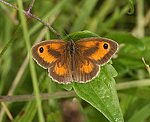 Rotbraunes Ochsenauge (Pyronia tithonus) ♂ [1819 views]