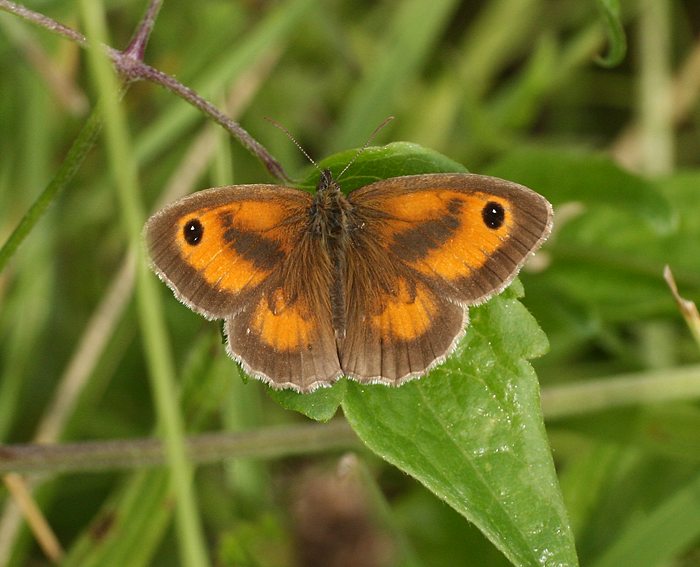 Rotbraunes Ochsenauge (Pyronia tithonus) ♂